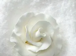 White Formal Rose Gumpaste Flower Collection